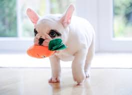 Why Do Dogs Bring You Their Toys to Greet You? | PetMD
